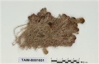 藏品(泥炭苔屬)的圖片